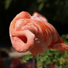 schlafender Flamingo