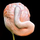 Schlafender Flamingo com.