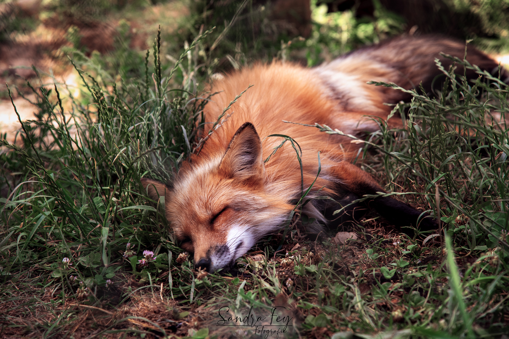 schlafender Fuchs