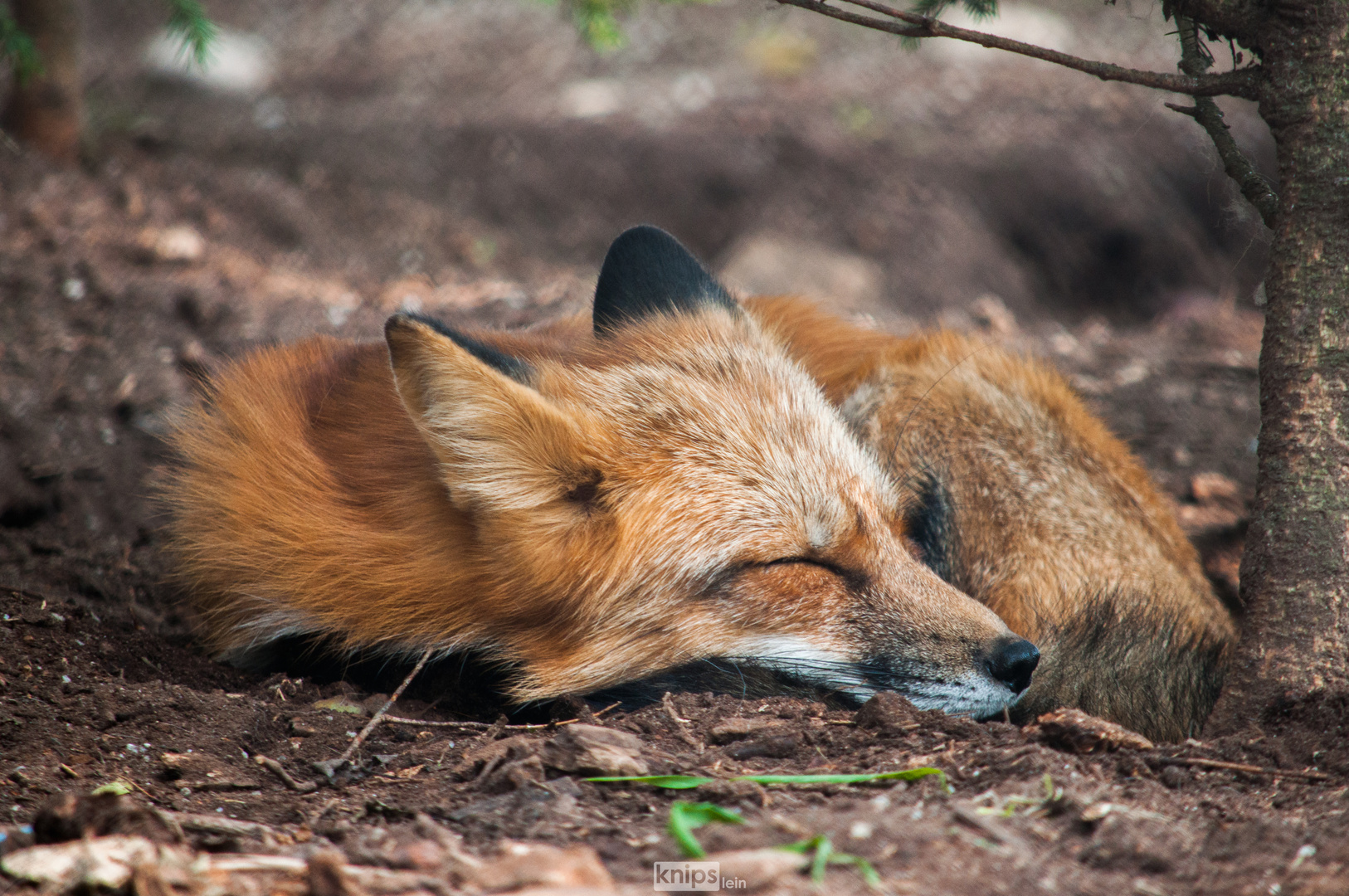 Schlafender Fuchs