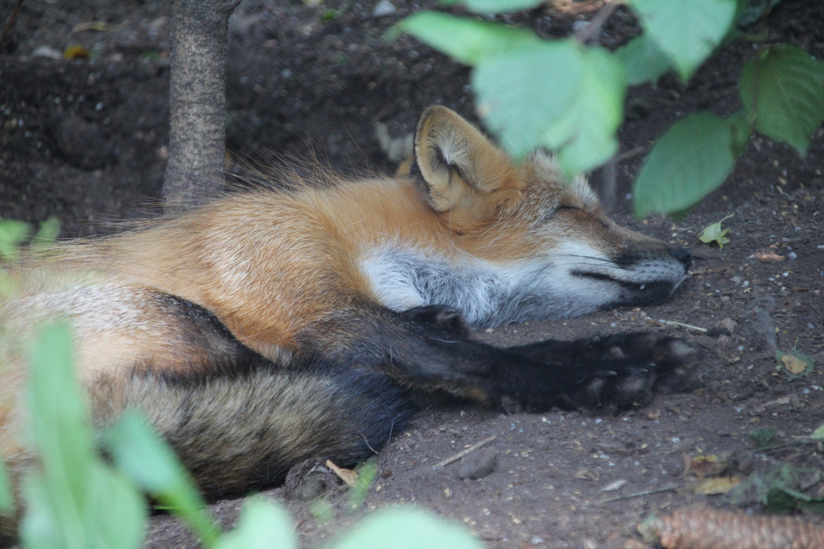 schlafender Fuchs