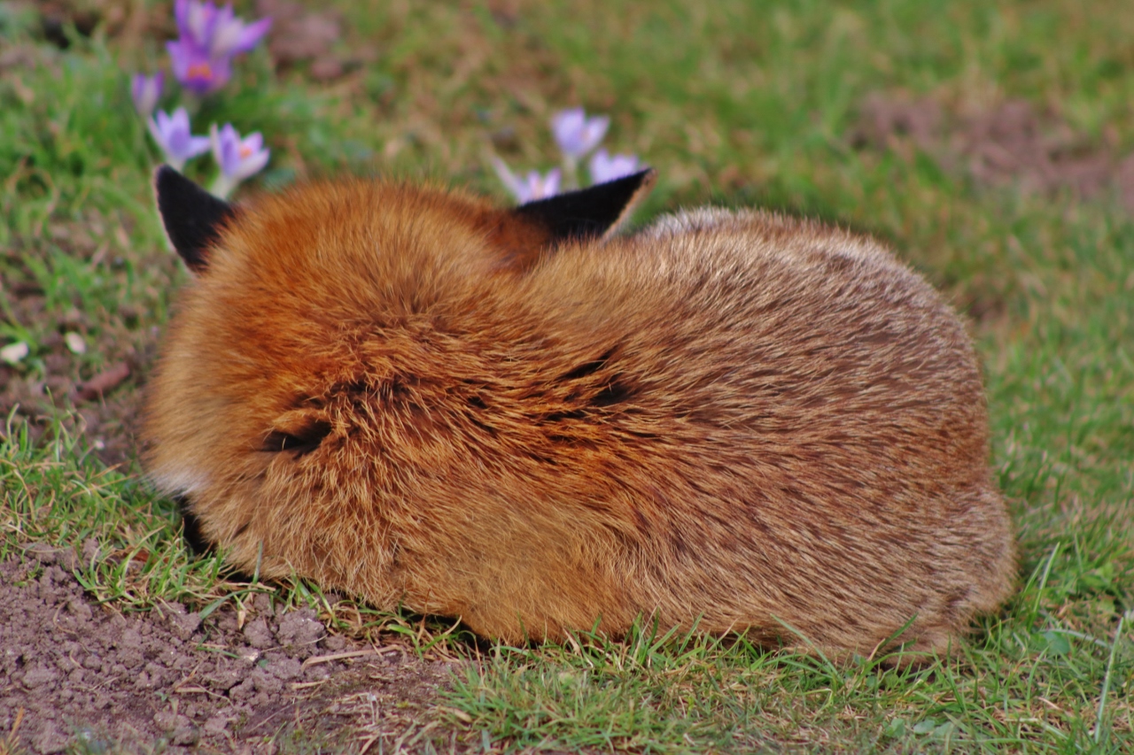 Schlafender Fuchs- kein Aprilscherz