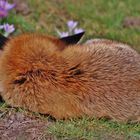 Schlafender Fuchs- kein Aprilscherz