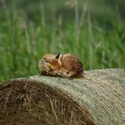 Schlafender Fuchs mit Nacktschnecke