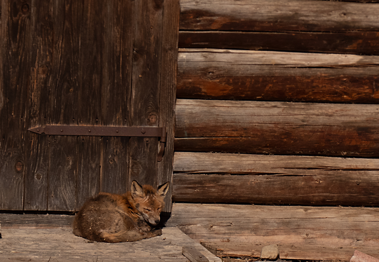 Schlafender Fuchs vor der Heuhütte