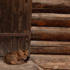 Schlafender Fuchs vor der Heuhütte
