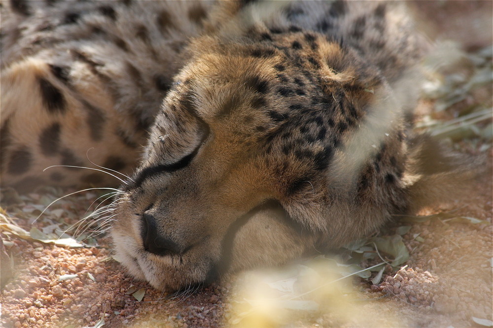 Schlafender Gepard