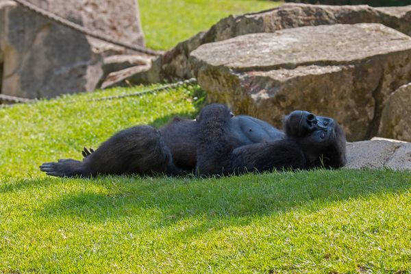 schlafender gorilla