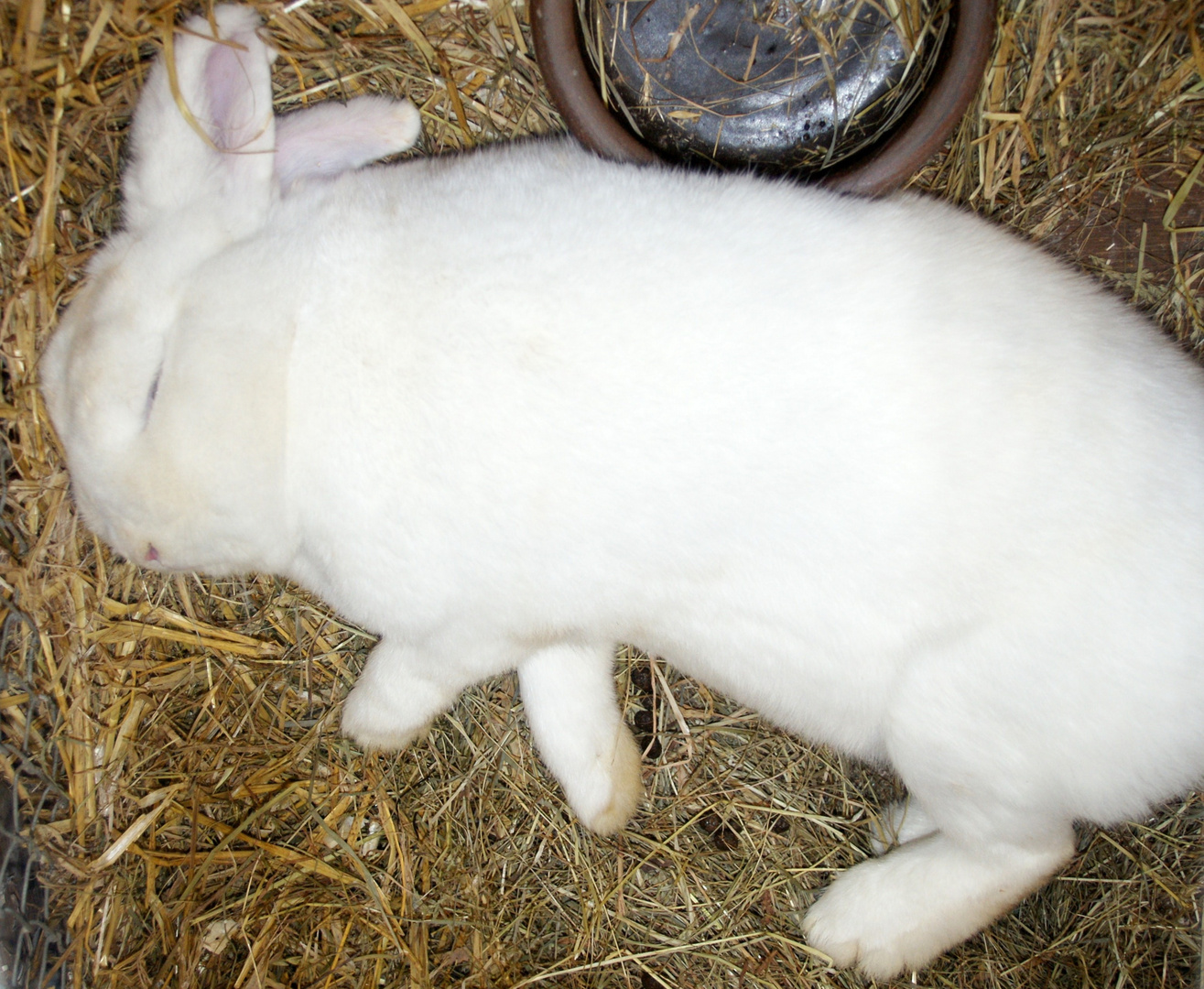 Schlafender Hase Foto & Bild tiere, haustiere, nagetiere & kaninchen Bilder auf