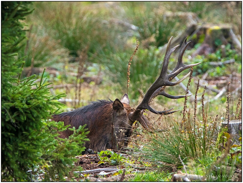 Schlafender Hirsch....