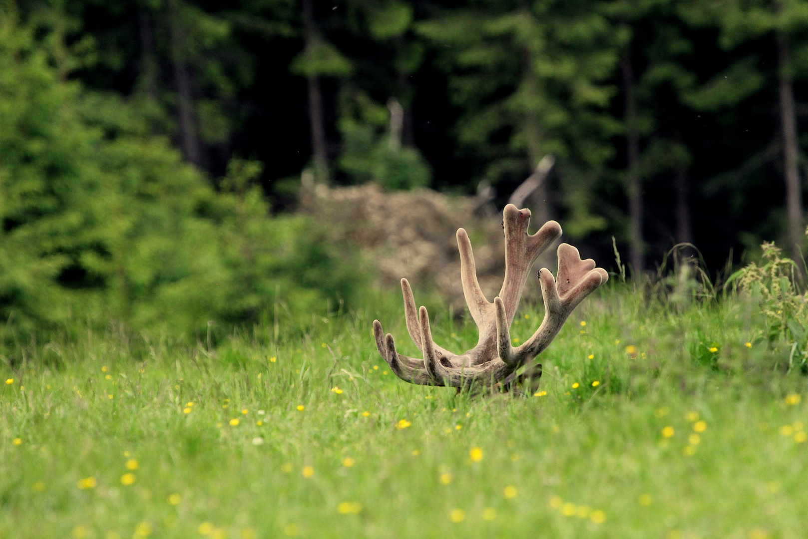 Schlafender Hirsch