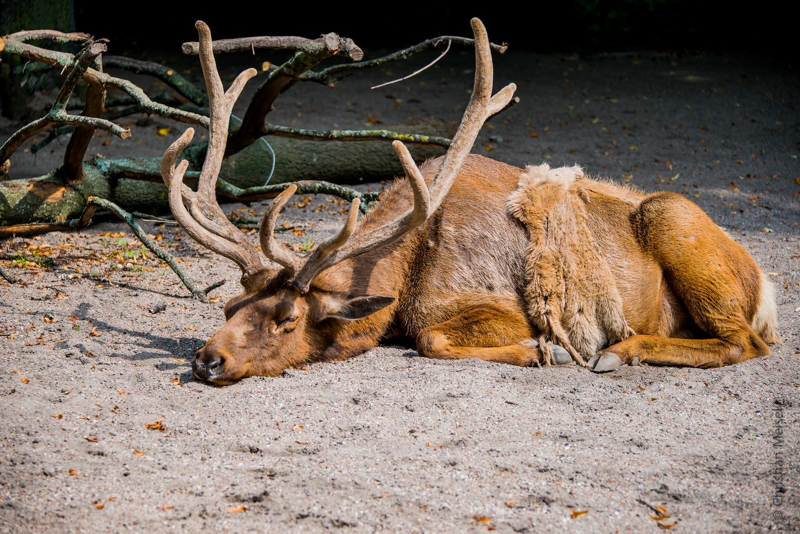 schlafender Hirsch