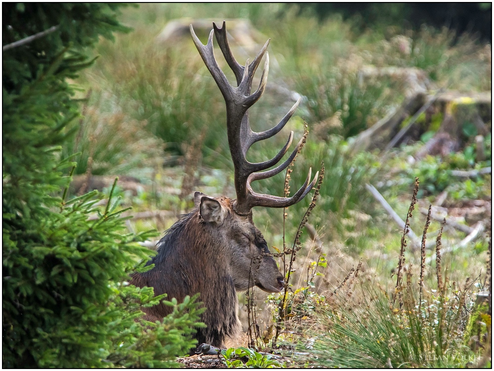 Schlafender Hirsch.... II