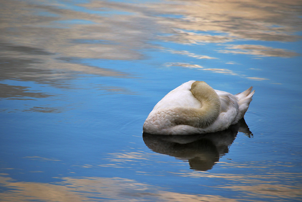 schlafender Höckerschwan