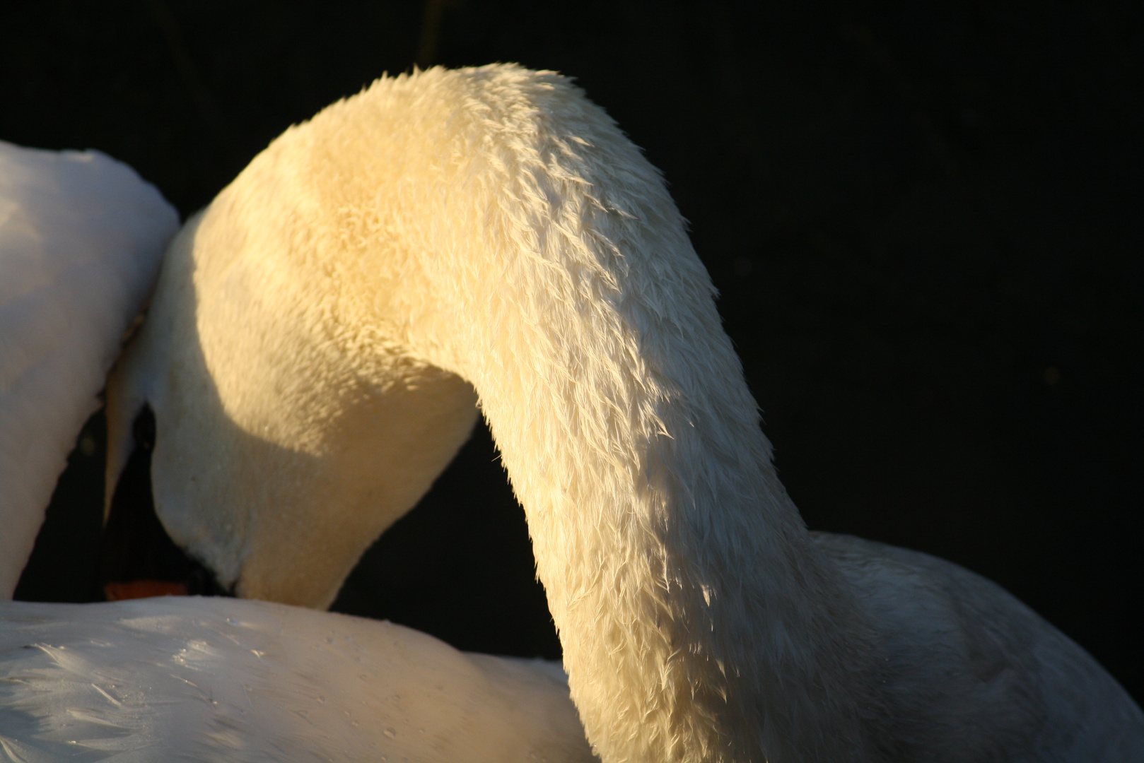 Schlafender Höckerschwan, Teilansicht