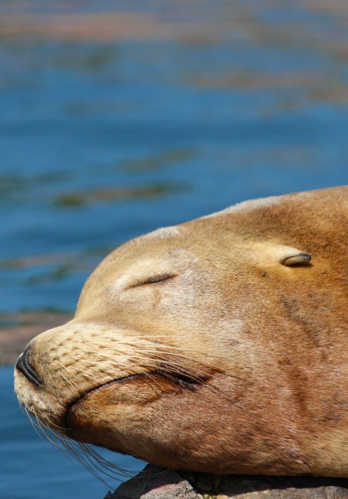 schlafender Hund Foto &amp; Bild tiere, zoo, wildpark &amp; falknerei