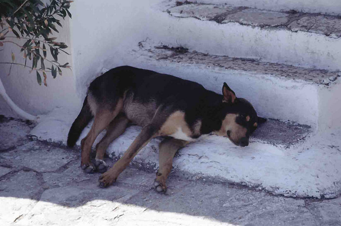 schlafender Hund