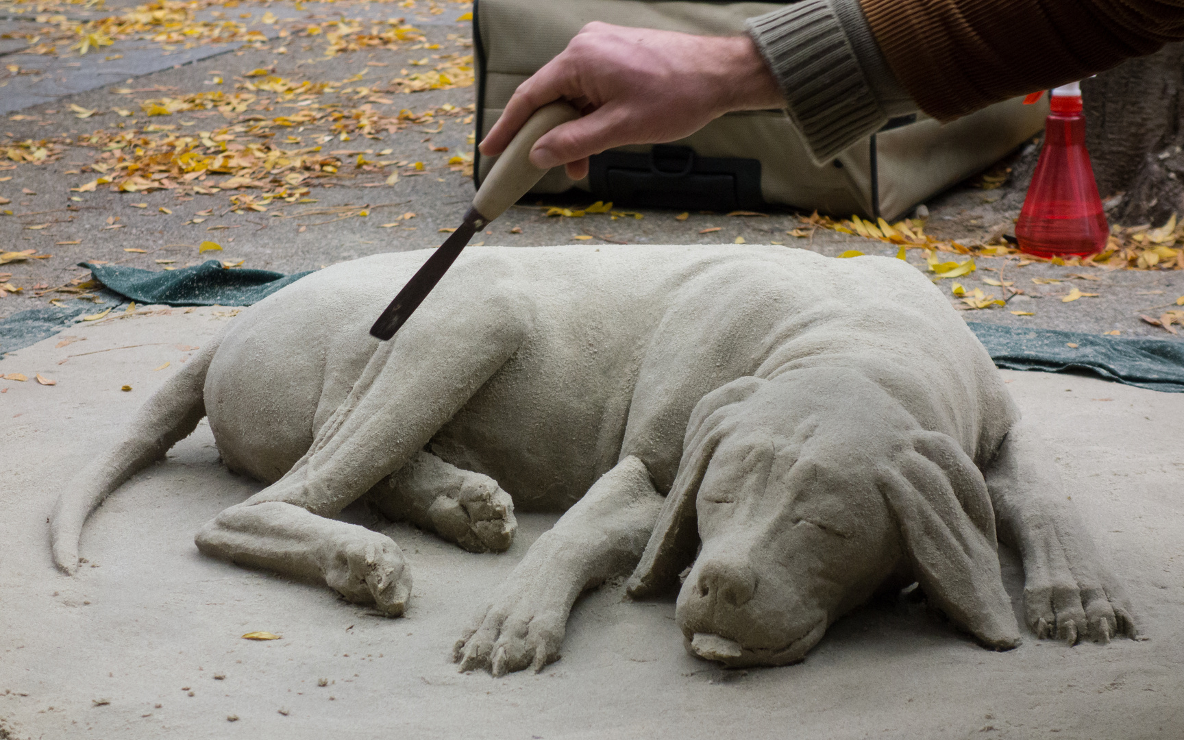 Schlafender Hund Foto & Bild | hund, sand, wien auf fotocommunity