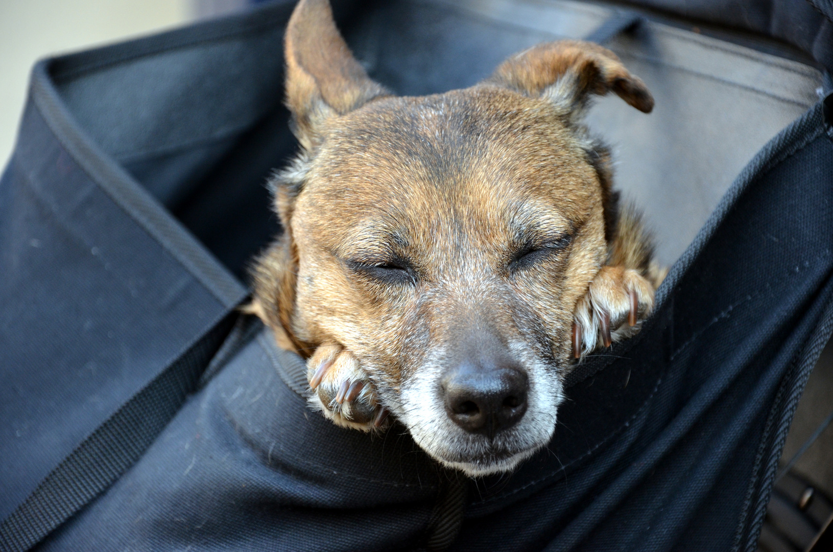 Schlafender Hund Foto &amp; Bild archiv projekte naturchannel