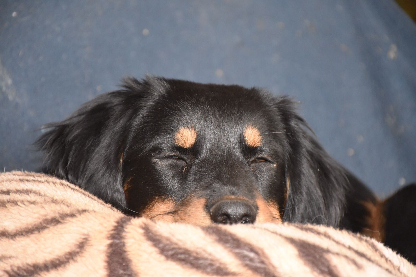 Schlafender Hund Foto &amp; Bild hund, natur, tiere Bilder auf