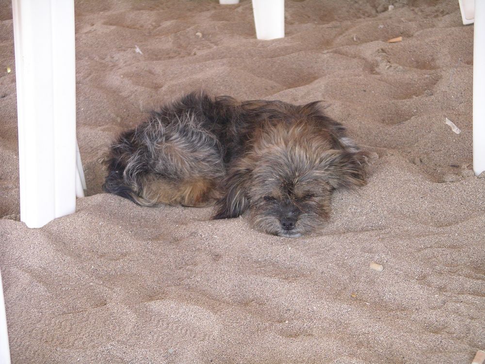 schlafender Hund im weichen Sand am warmen Strand... von ClaudiaHofer 