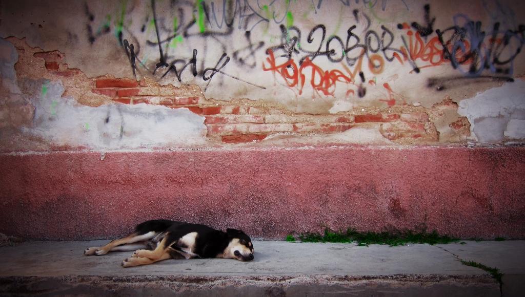 schlafender Hund, San Critobal de las Casas, Mexiko