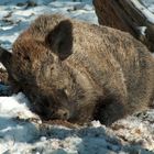 schlafender Keiler im Schnee