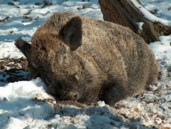 schlafender Keiler im Schnee