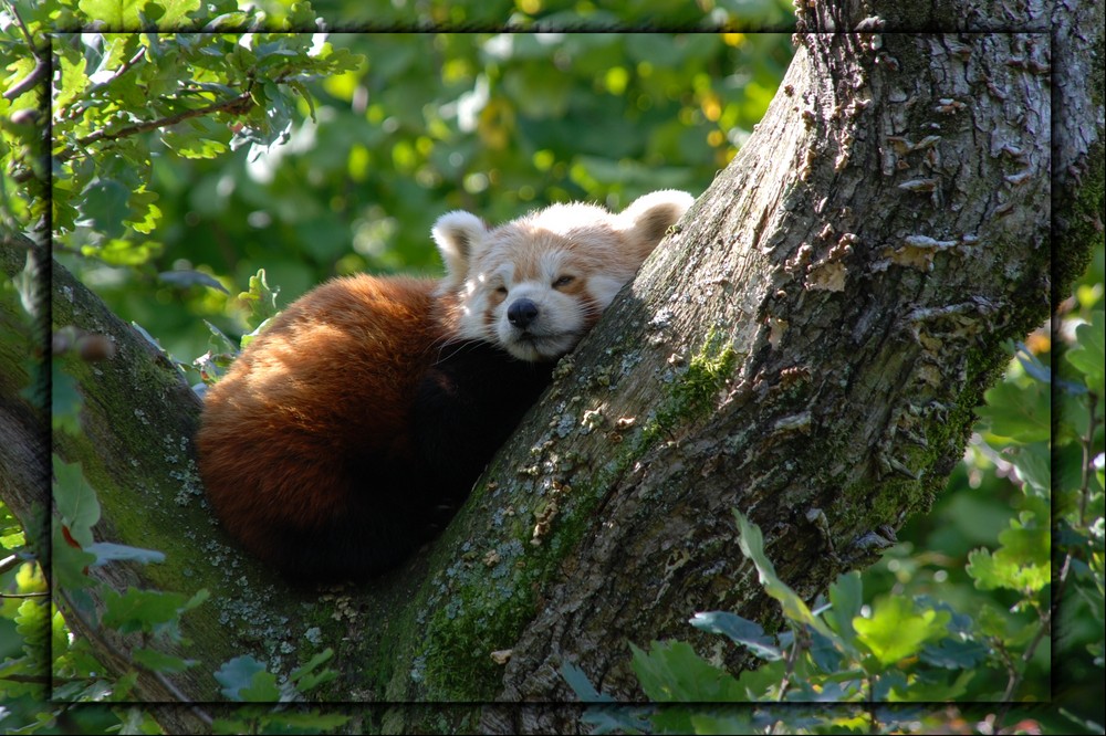 Schlafender Kleiner Panda