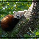 Schlafender Kleiner Panda
