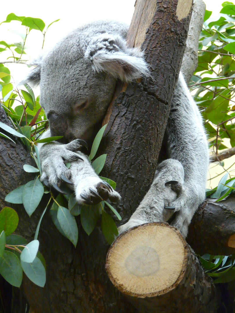 Schlafender Koala