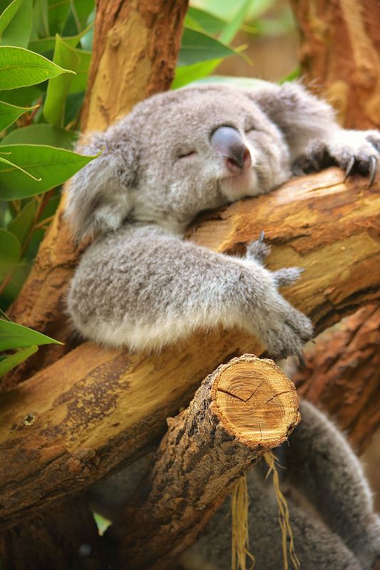 schlafender Koala