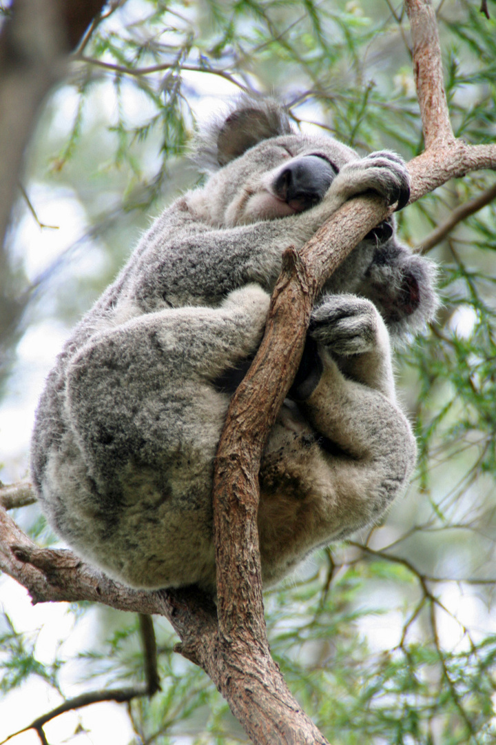 Schlafender Koala im Eukalyptusbaum