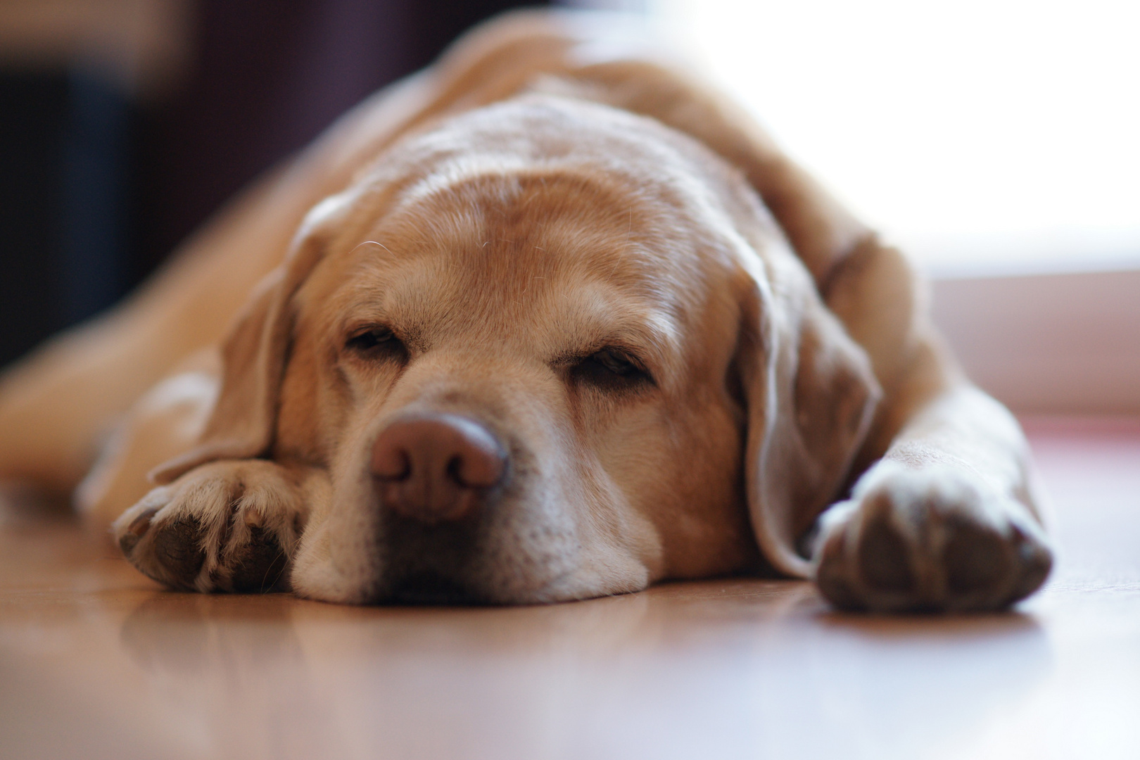 Schlafender Labrador