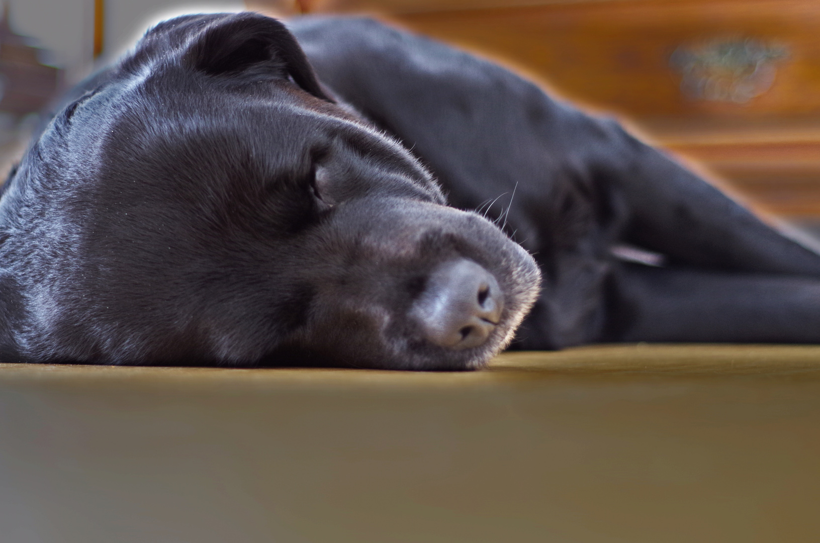 Schlafender Labrador