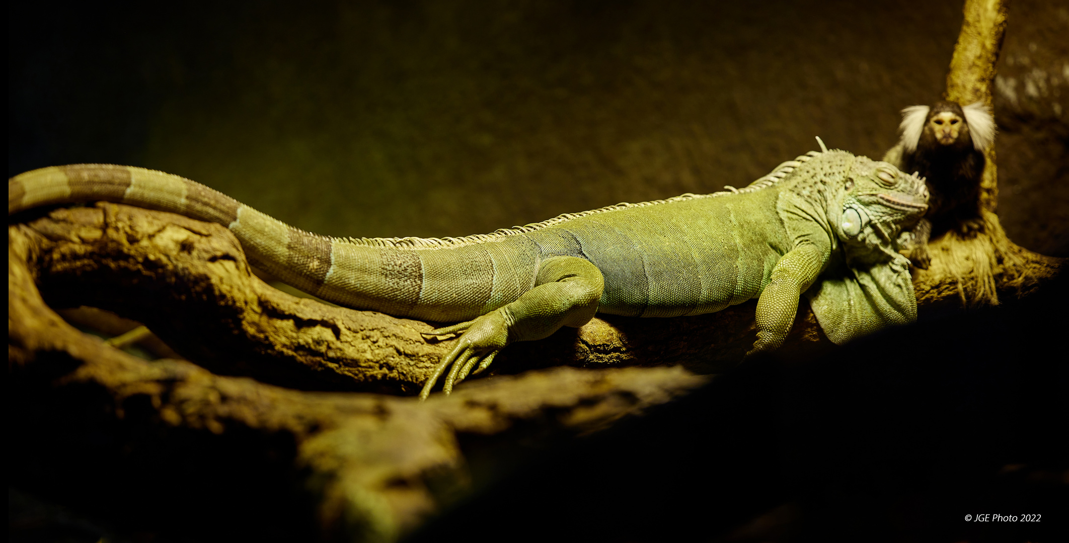 Schlafender Leguan mit Wachposten Weißbüscheläffchen