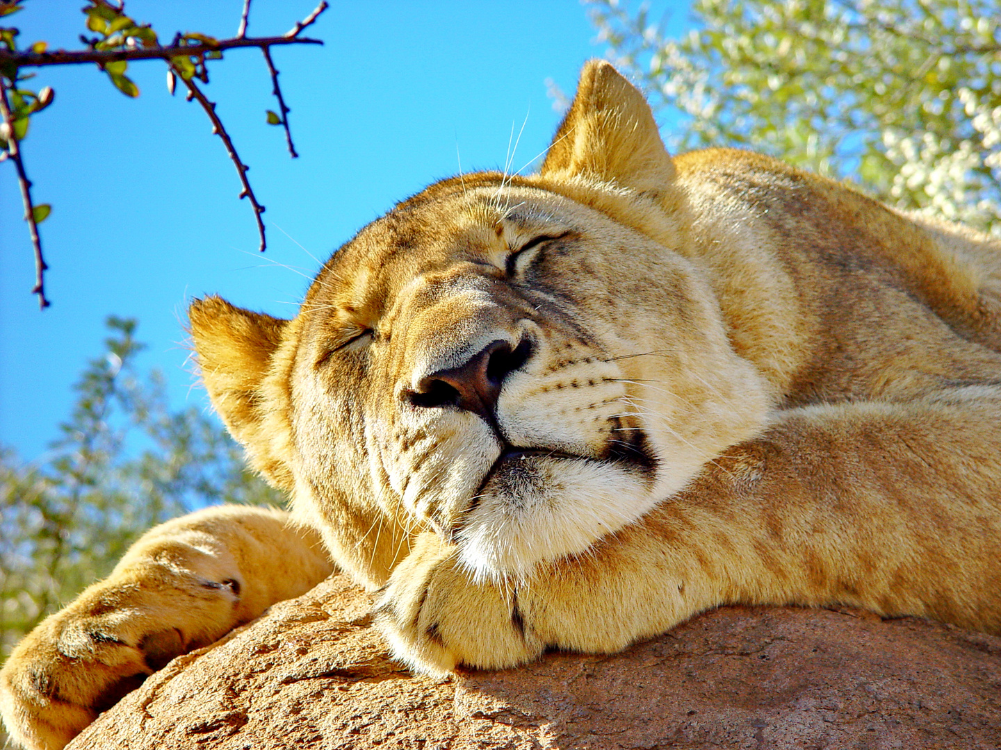 Schlafender Löwe 