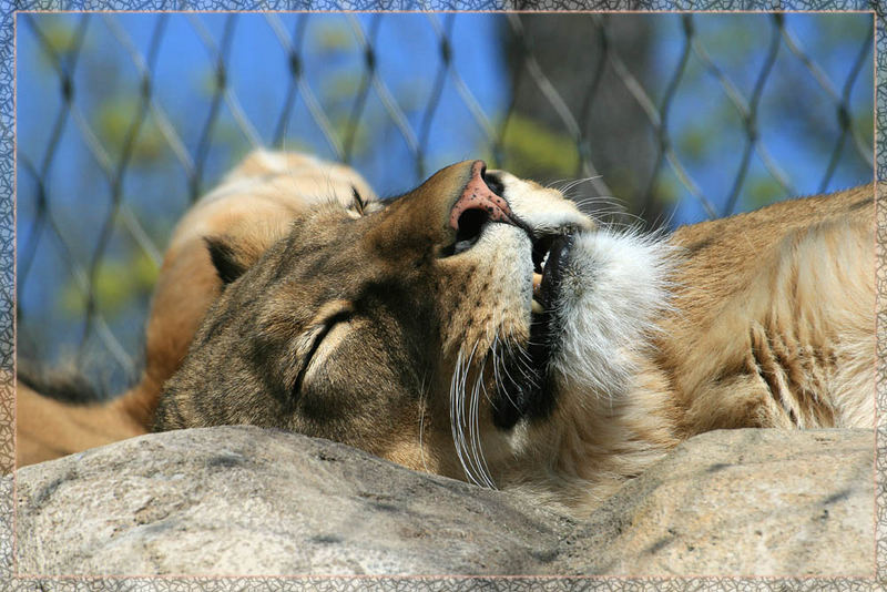 Schlafender Löwe