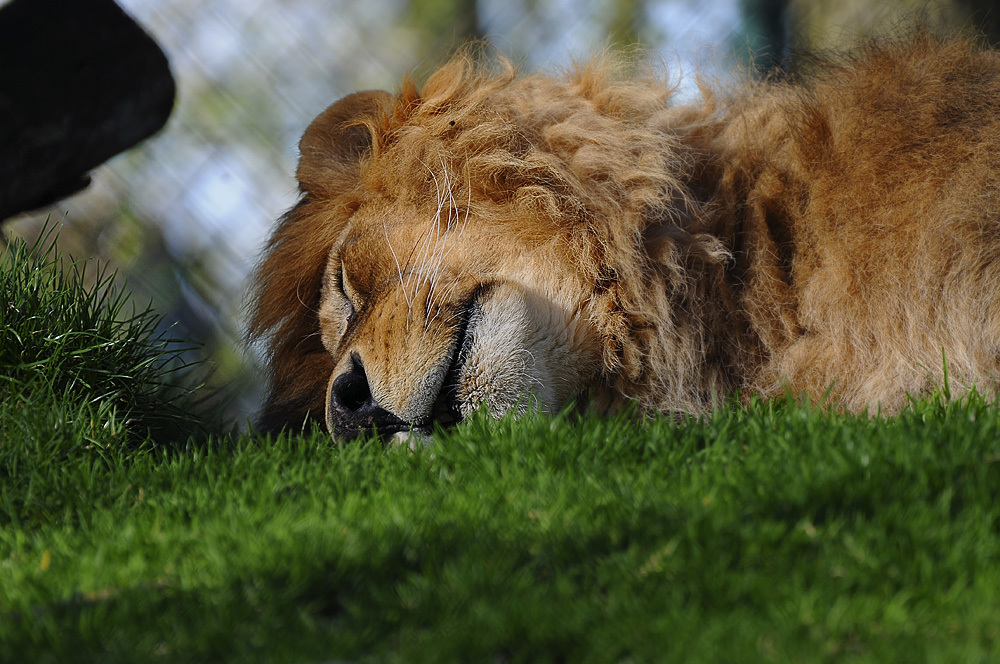 Schlafender Löwe aus dem Tierpark Straubing