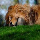 Schlafender Löwe aus dem Tierpark Straubing