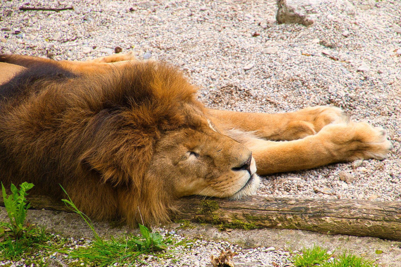 Schlafender Löwe im Tierpark Haag