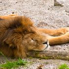 Schlafender Löwe im Tierpark Haag