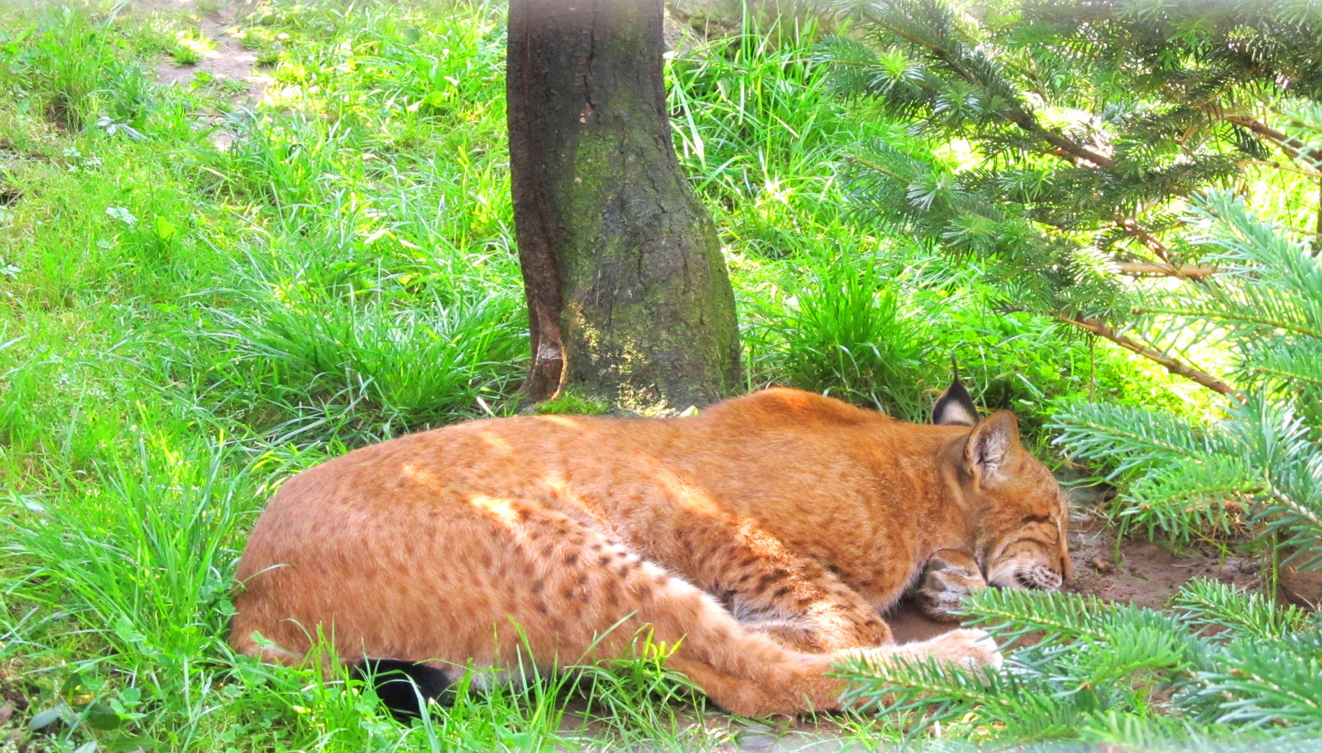 schlafender Luchs