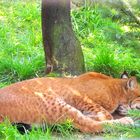 schlafender Luchs