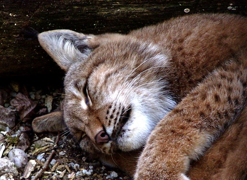 schlafender Luchs...