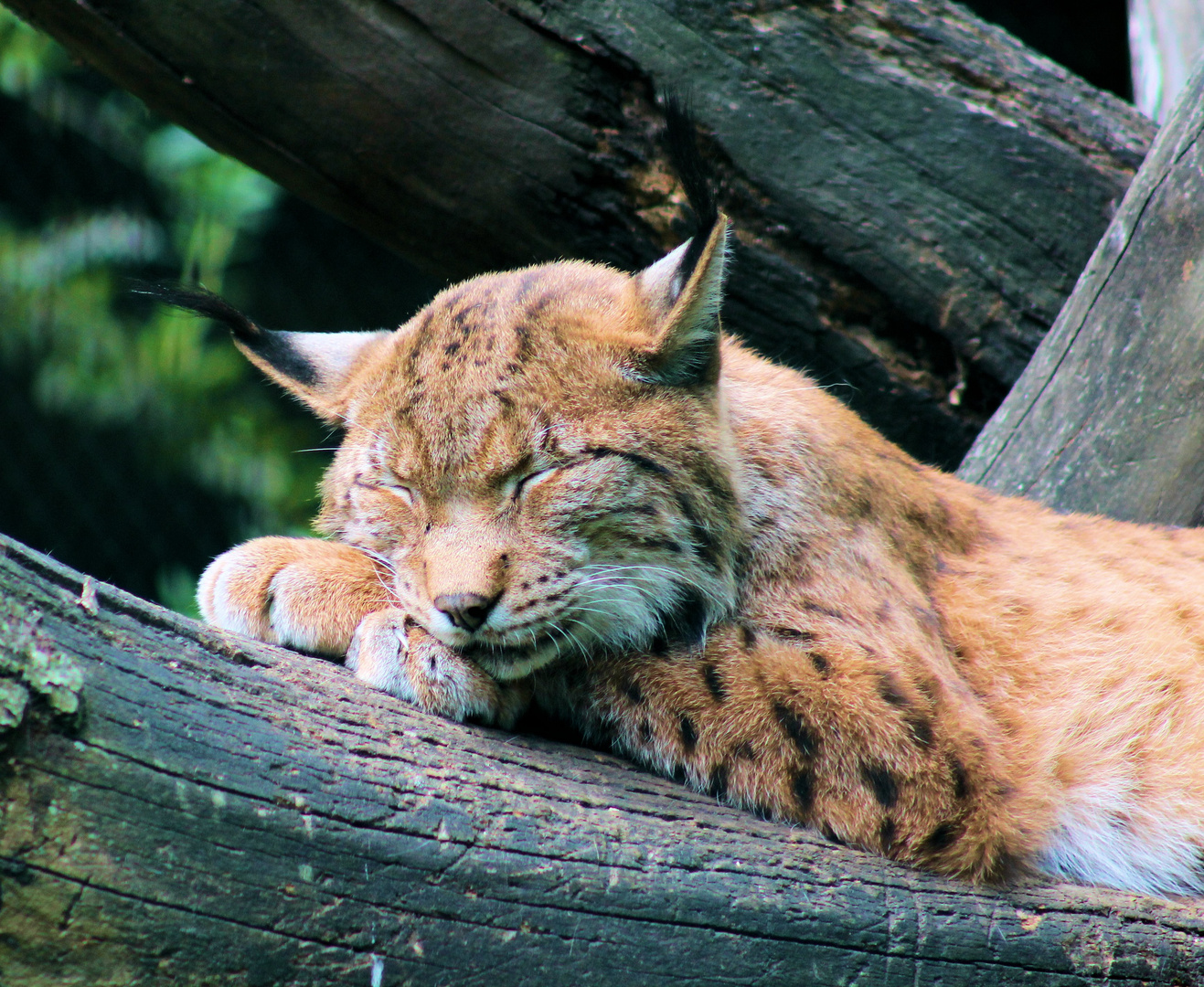 schlafender Luchs