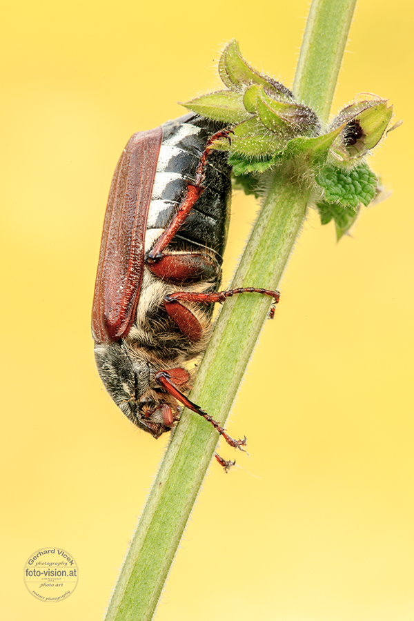 Schlafender Maikäfer