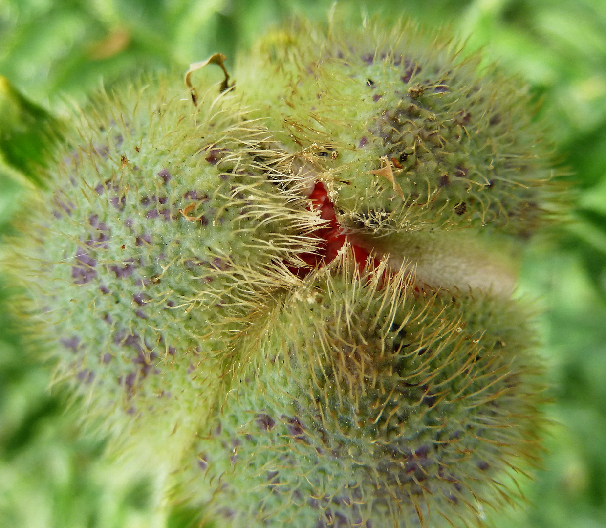 Schlafender Mohn