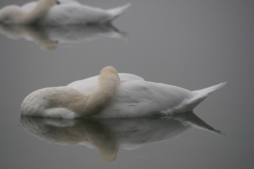 Schlafender Nebel-Schwan