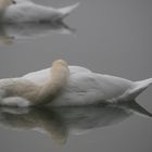 Schlafender Nebel-Schwan